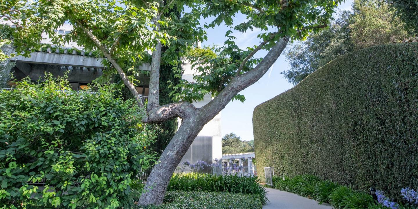 Outdoor image of a lush green corner of the Skirball campus with a large tree in the center.